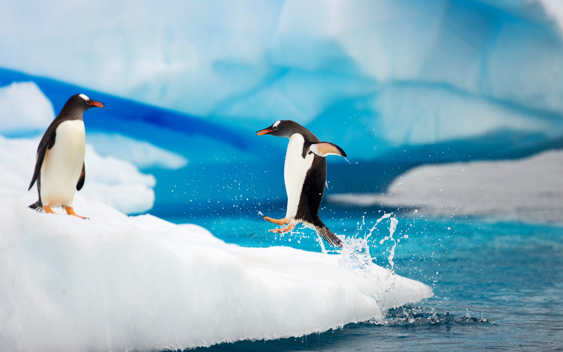Gentoo Penguins Antarctica 1 Gentoo Penguins Antarctica67130166